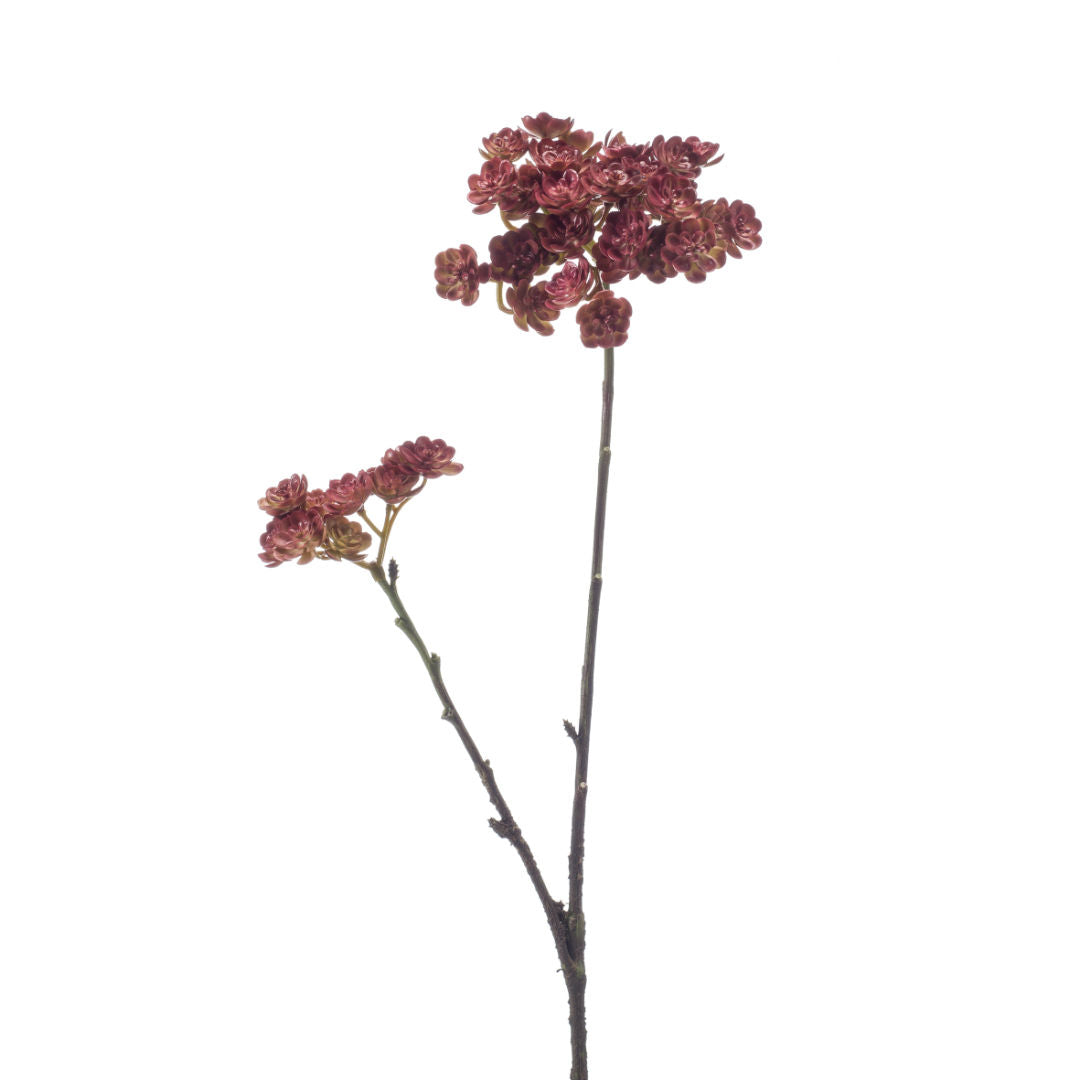 Echeveria Mini Spray Cream
