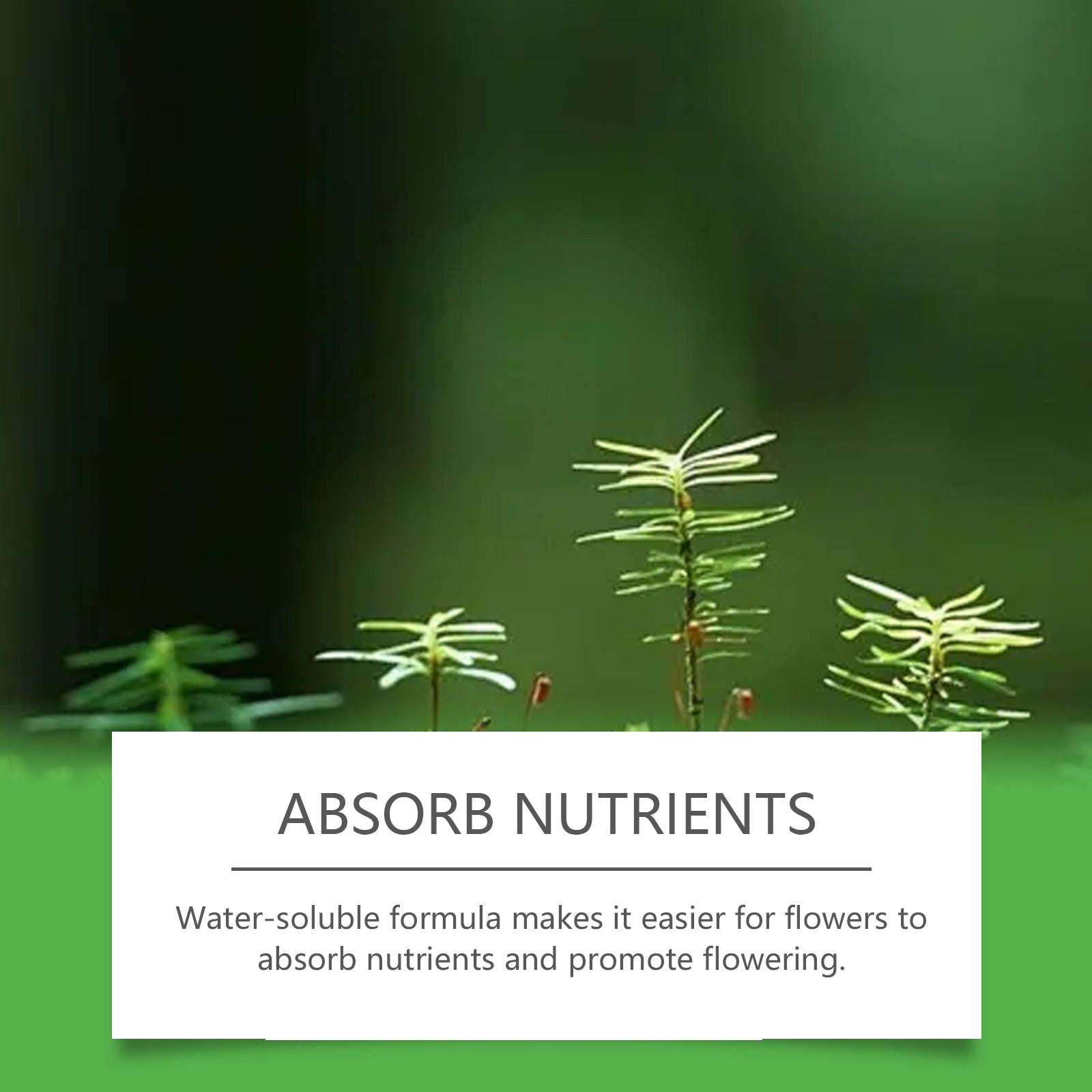 Boost Plant Nutrition, Water-Soluble Flower Fertilizer for Lush Growth and Bloom ,100g