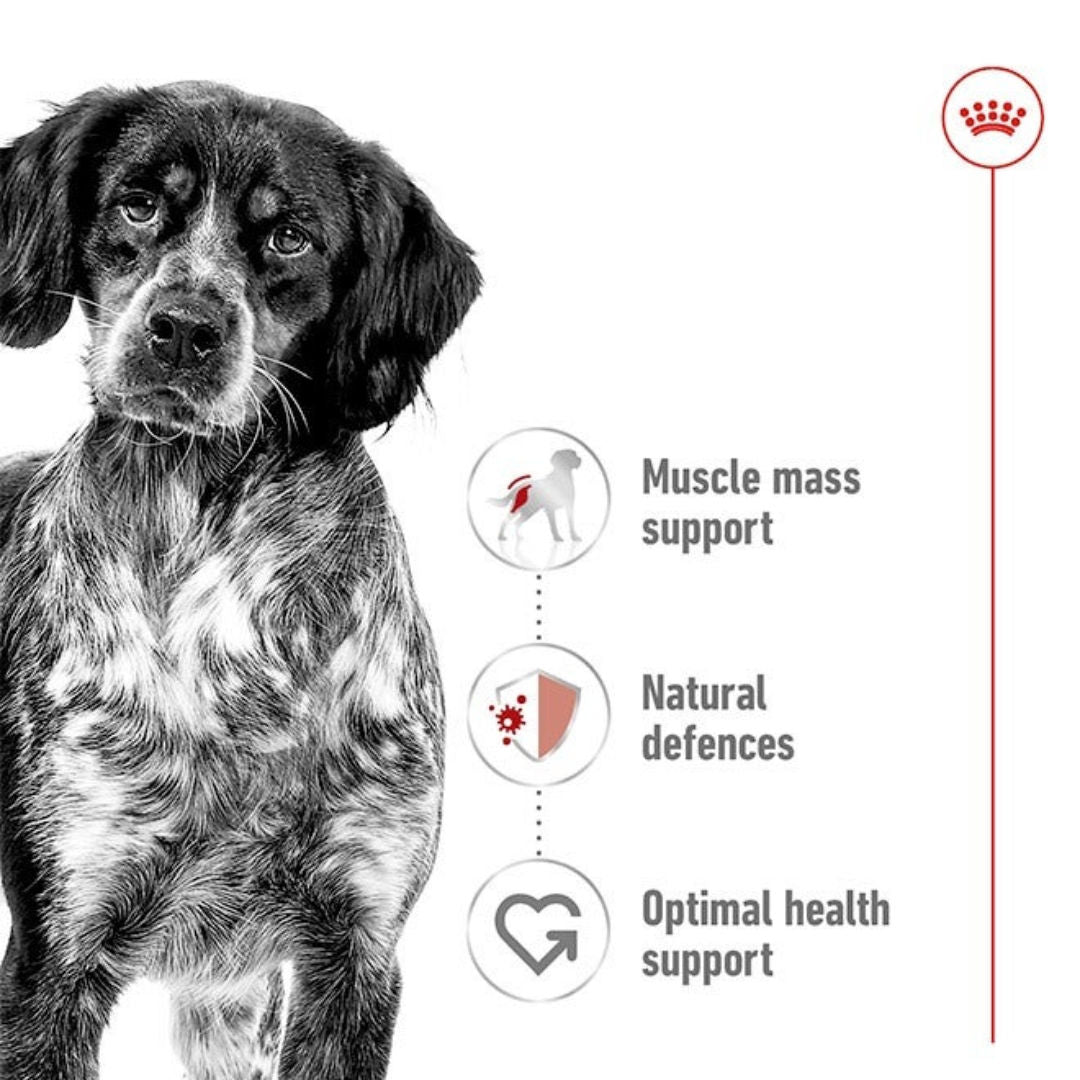 Royal Canin Medium Adult Loaf Wet Dog Food, 410gm, Pack of 12