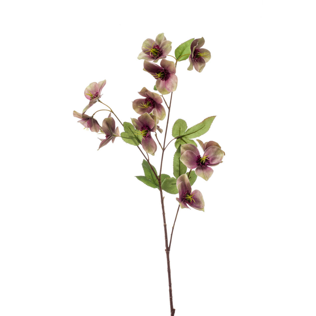 Helleborus Spray, Decorative Floral Stem