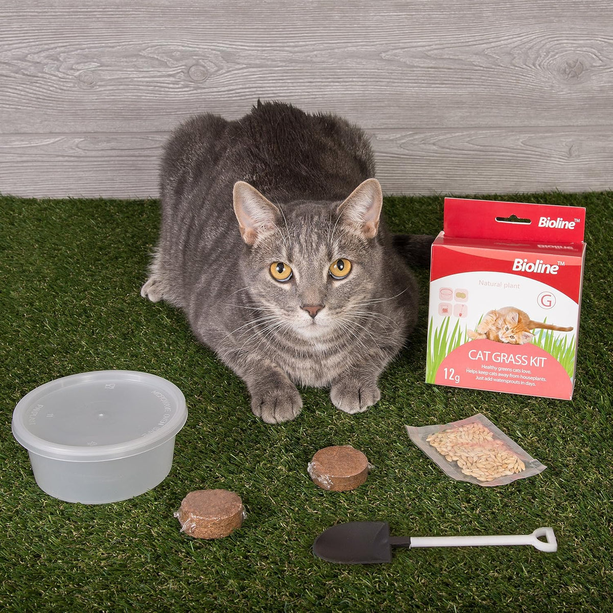 Bioline Catgrass Kit, 12gm
