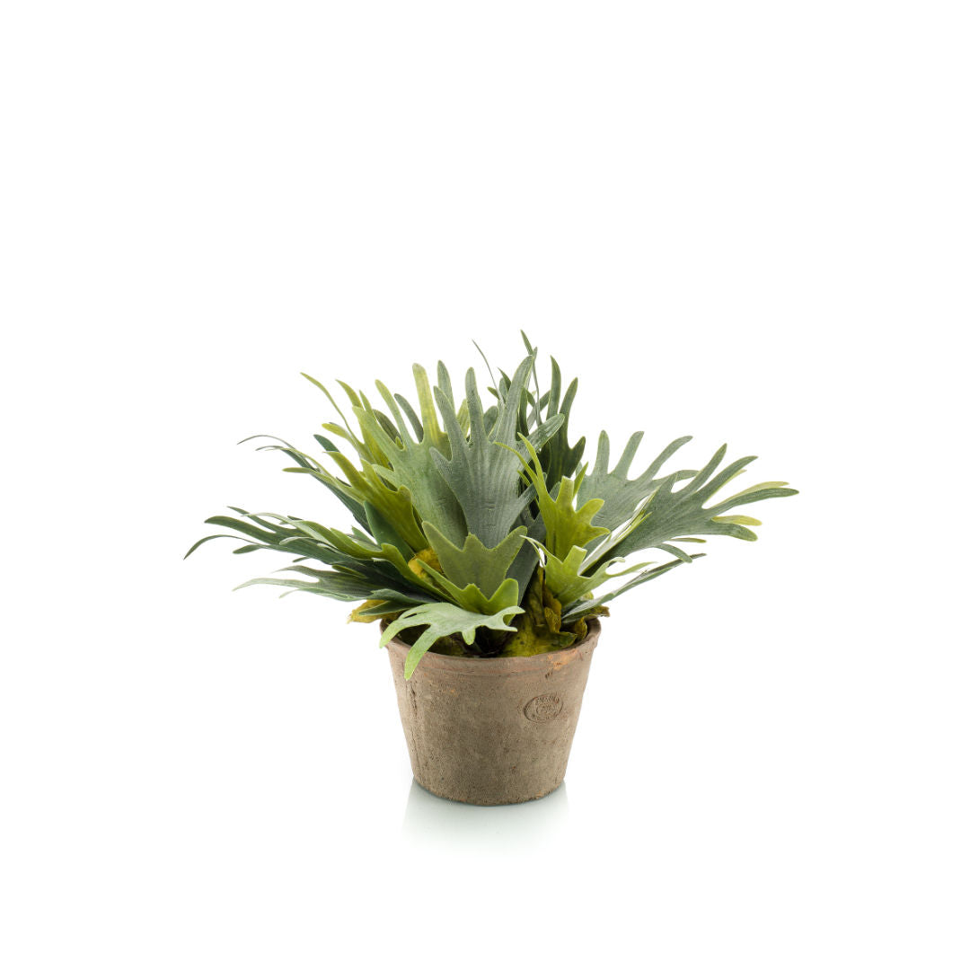 Staghorn Fern