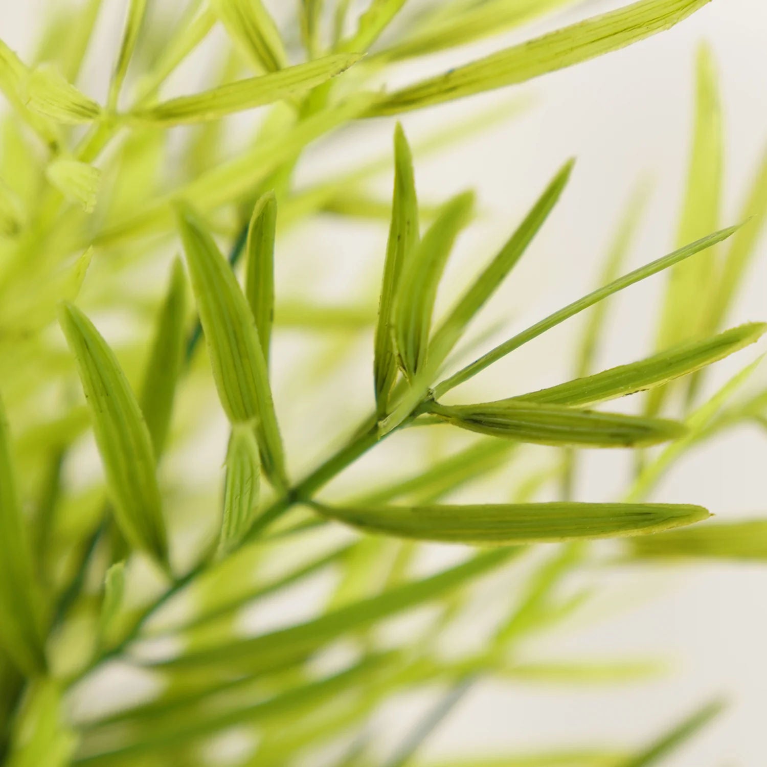 Asparagus Spray X3, Light Green, 60cm