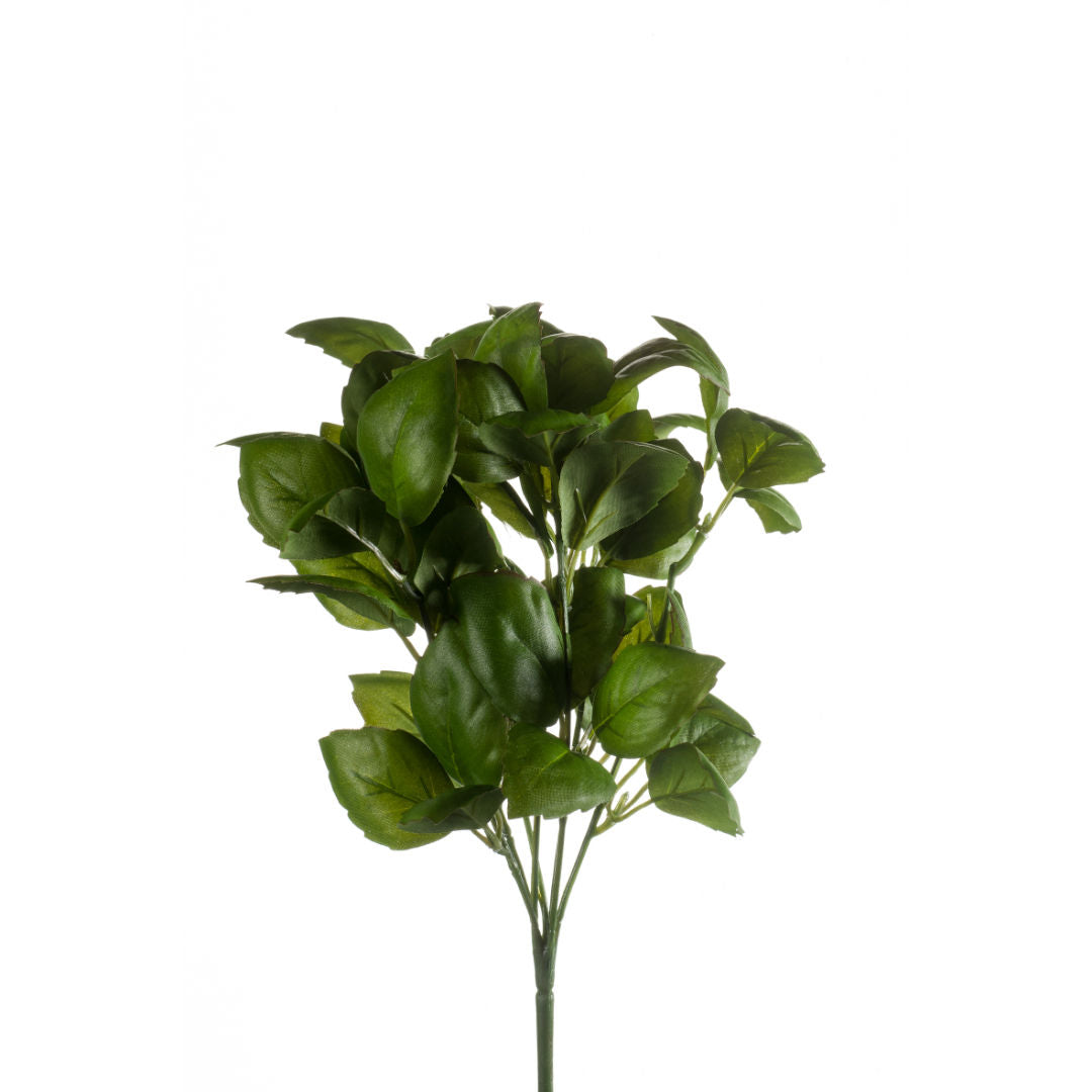 Basil Bush Dark Green
