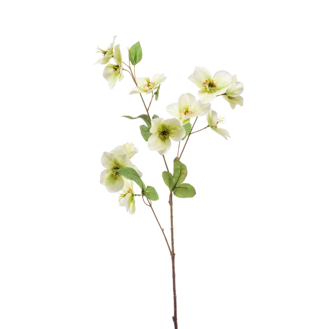 Helleborus Spray, Decorative Floral Stem