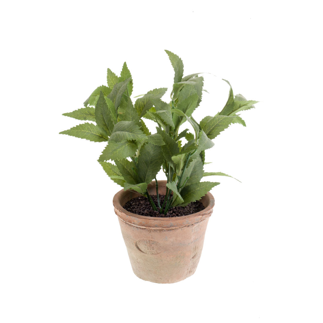 Mint Bush Light Green