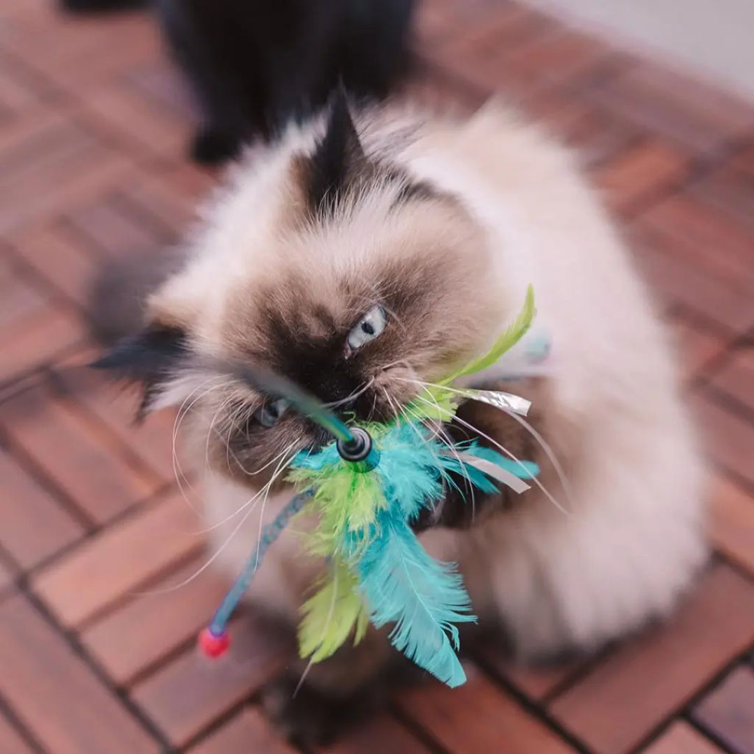 Duvo+ Assortment Cat Playing Rod With Feathers, Mixed Colors, 62x3x1.5cm