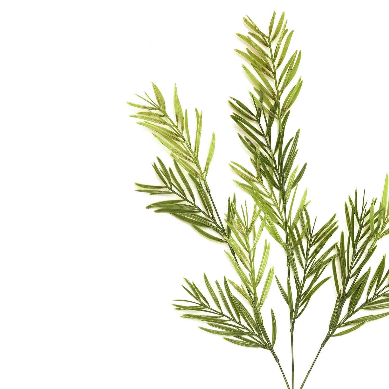 Asparagus Spray X3, Light Green, 60cm