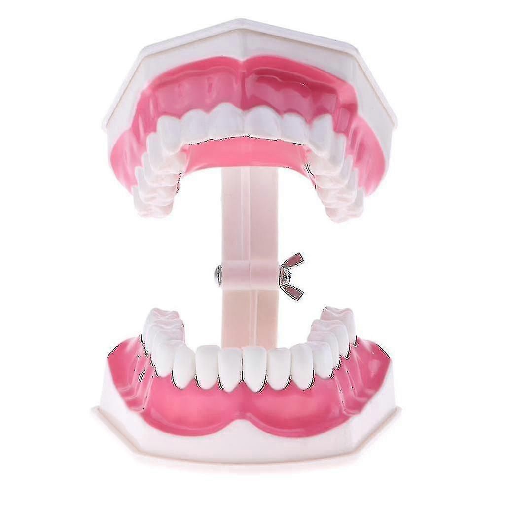 Anatomical Teeth Model Dentist Teaching Oral Hygiene Model Magnification zxin