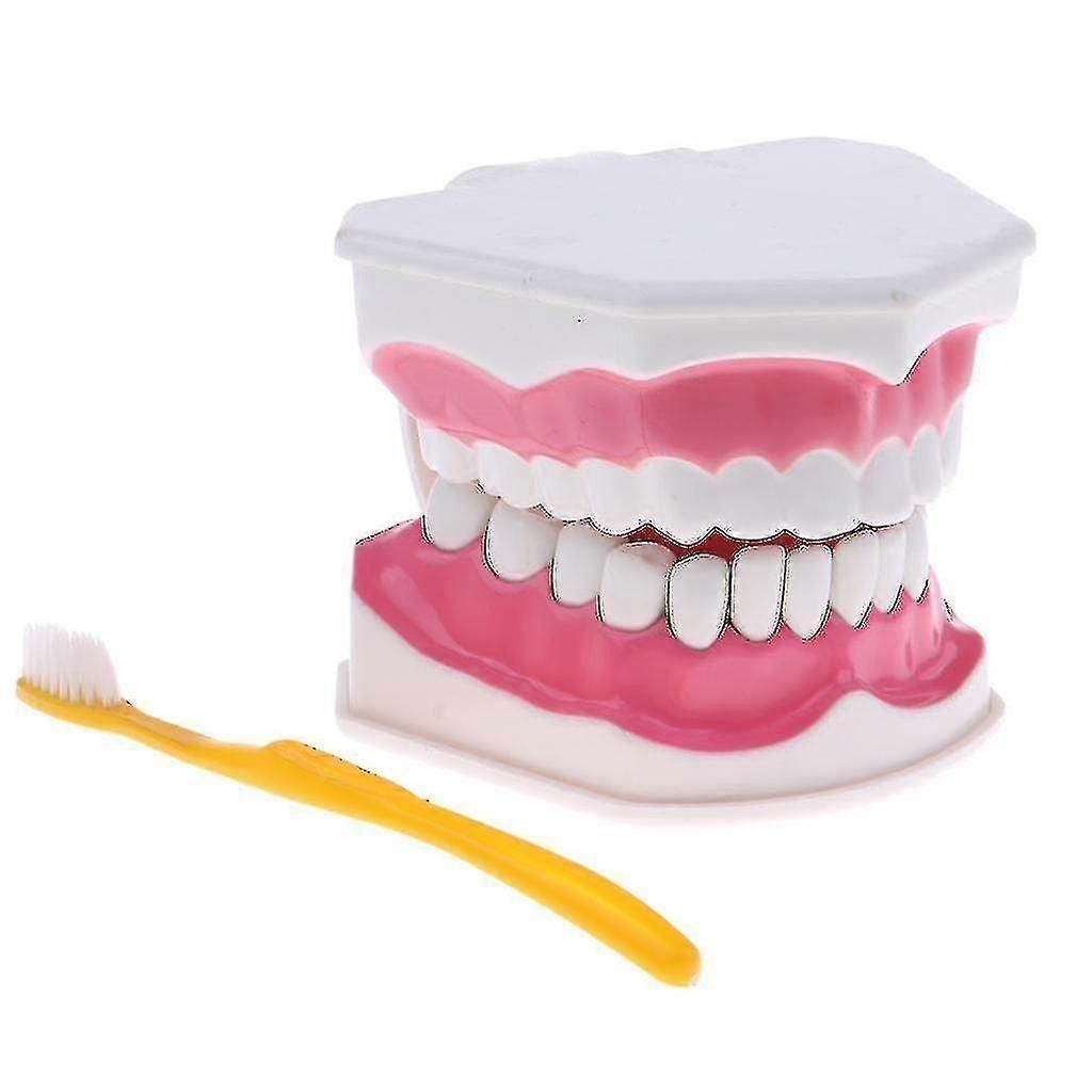 Anatomical Teeth Model Dentist Teaching Oral Hygiene Model Magnification zxin