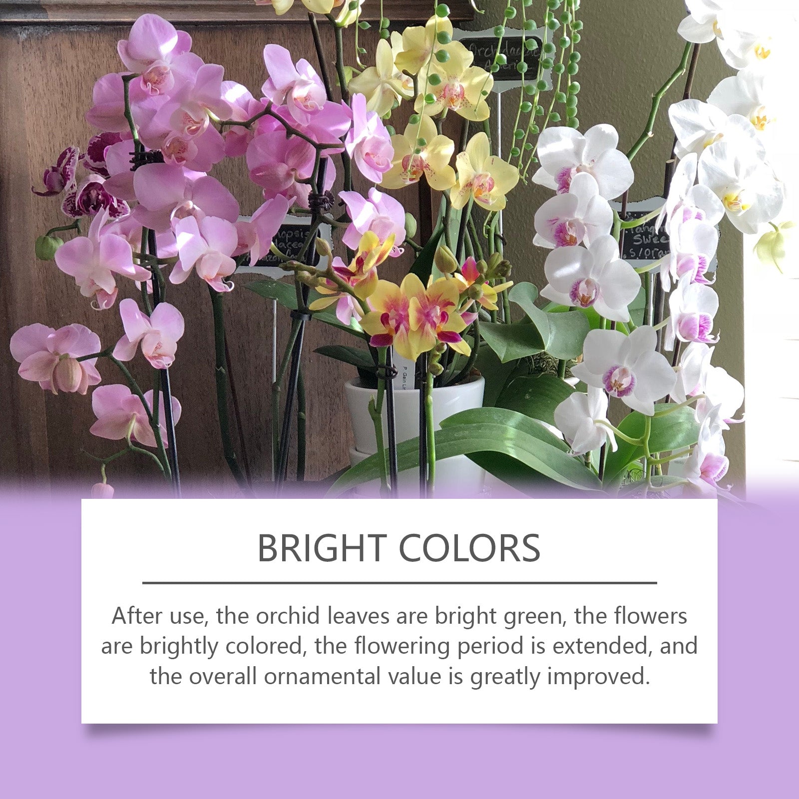 Boost Orchid Growth with Plant Nutrient Solution, Promotes Root Development, Vibrant Blooms ,50ml