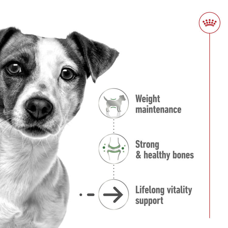 Royal Canin Size Health Nutrition Mini Ageing 12+( 1.5 KG)