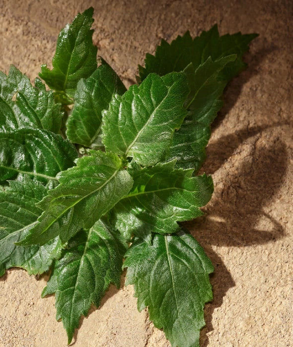 Devotion for Men Eau de Parfum