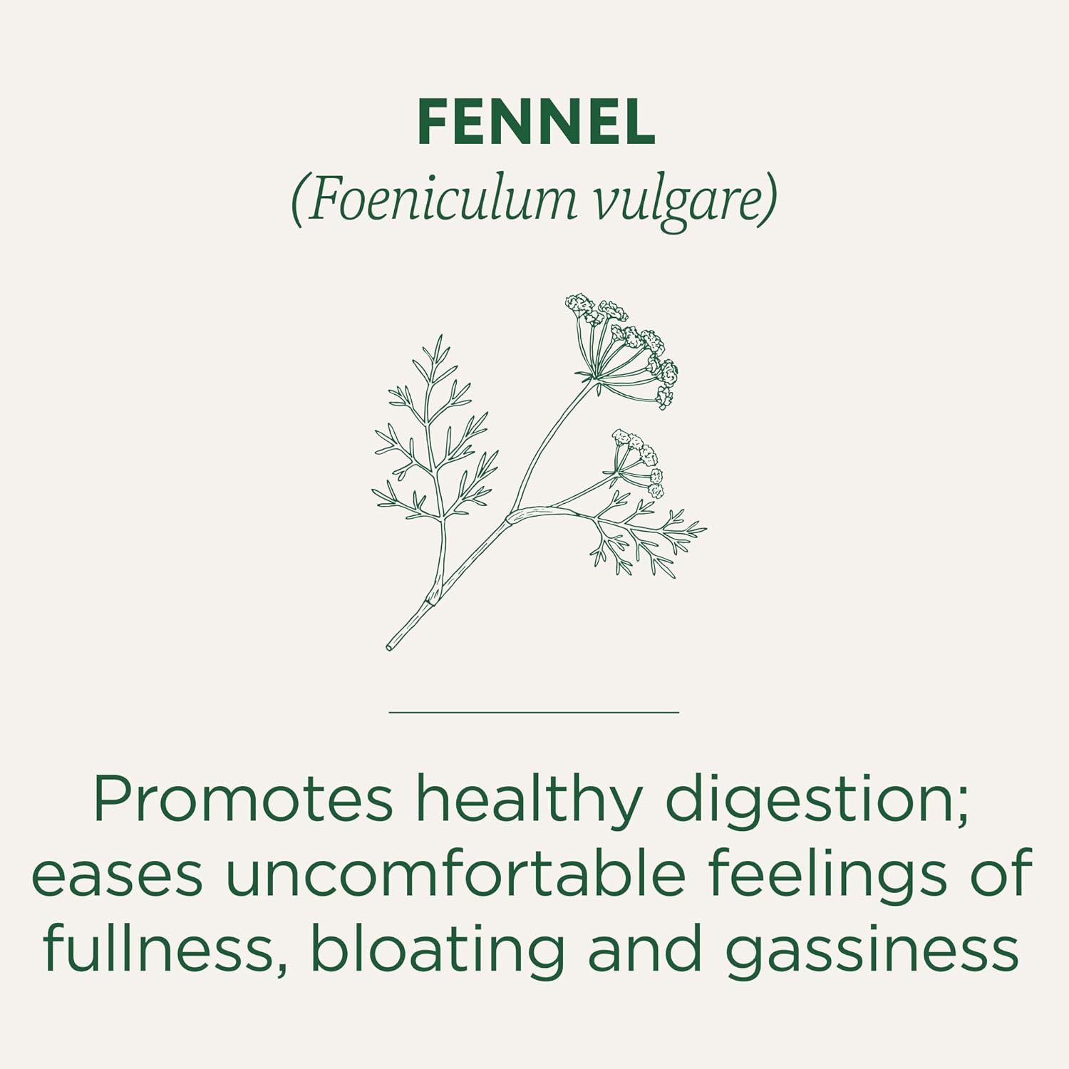 Traditional Medicinal Fennel Organic, 16 Teabags