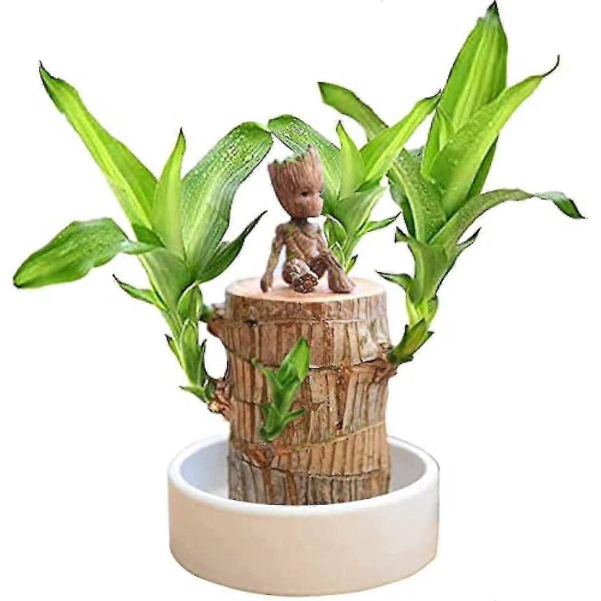 Mini Brazil Lucky Wood - Magical Sprouting Lucky Bamboo Wood Hydroponic Potted Plant Stump Small Mini Plant Indoor Office Desktop Plant (brazilian Wo zxin