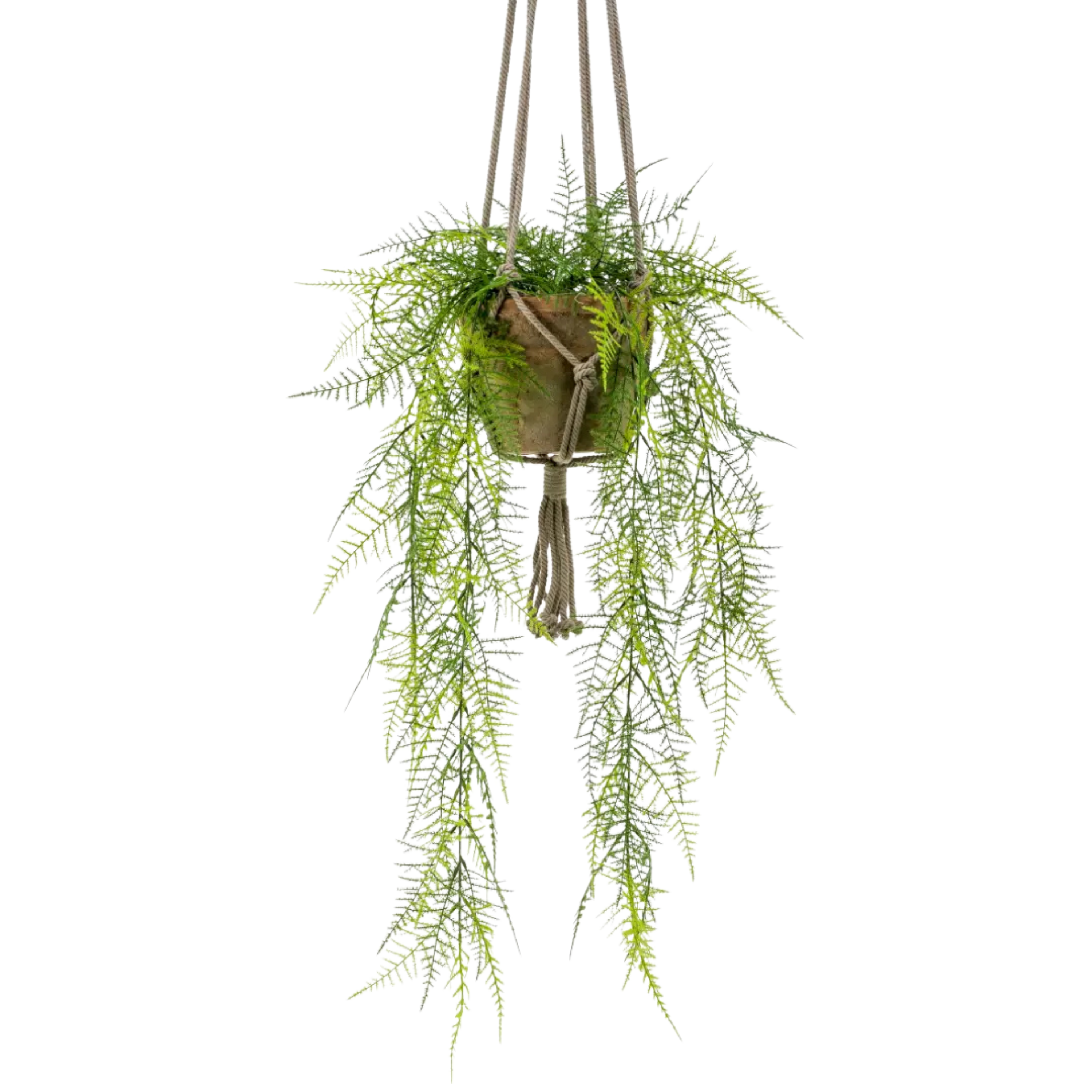 Asparagus Plumosus Hanging Bush