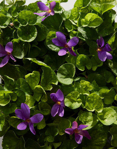 عطر "ذا أونلي وان"