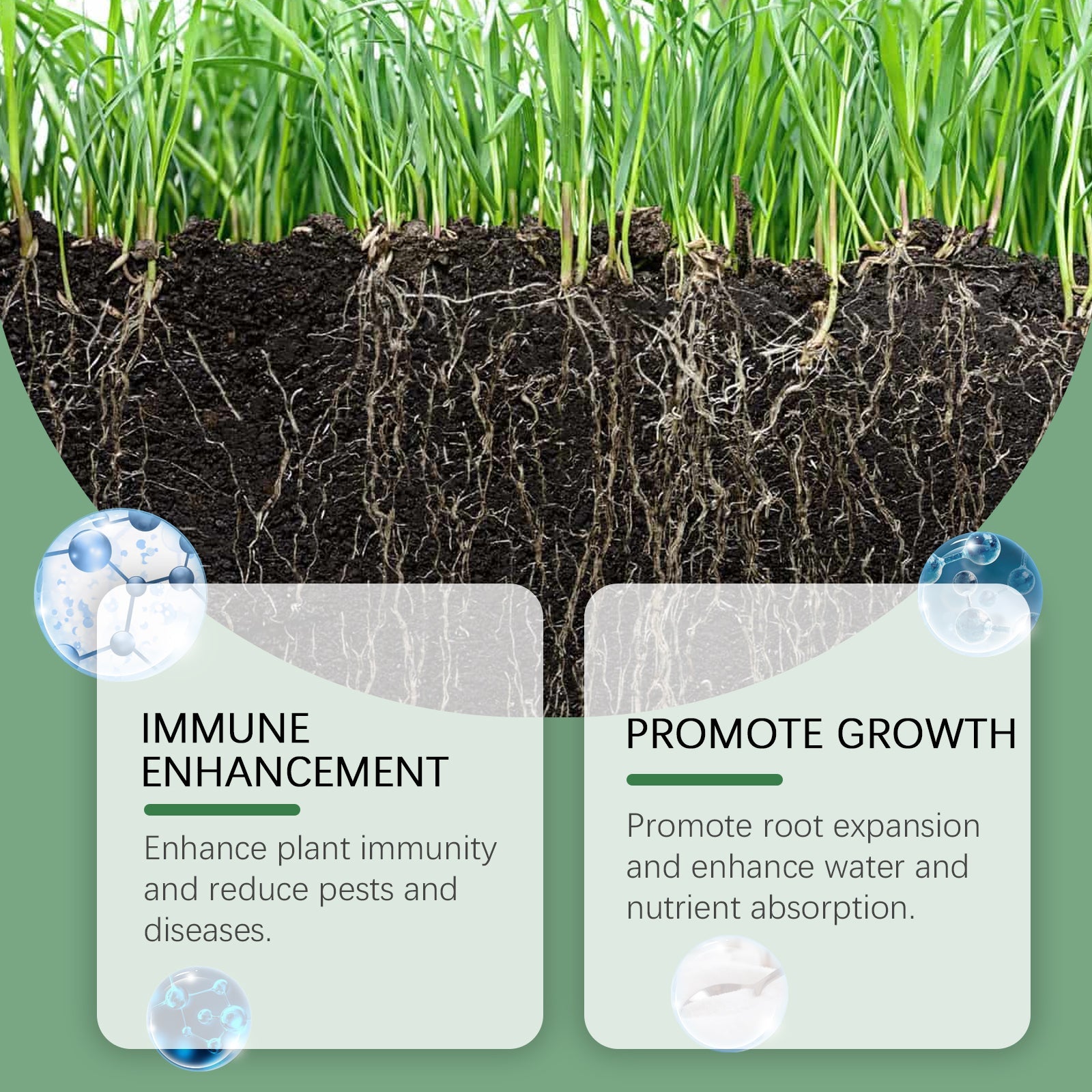 Boost Plant Nutrient Root Powder, Enhance Growth, Increase Yield, Stronger Plants ,50g