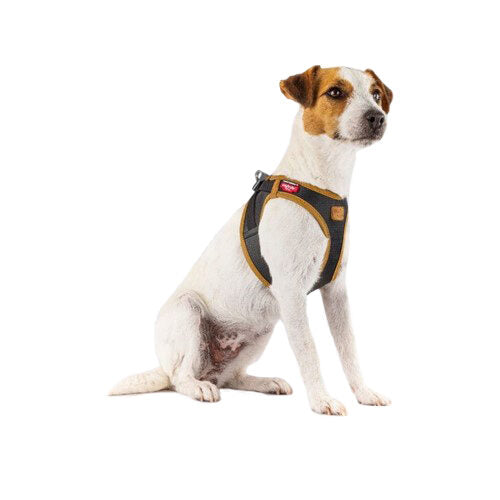 حزام كيرلي المصنوع من الجلد النباتي للكلاب - مقاس صغير