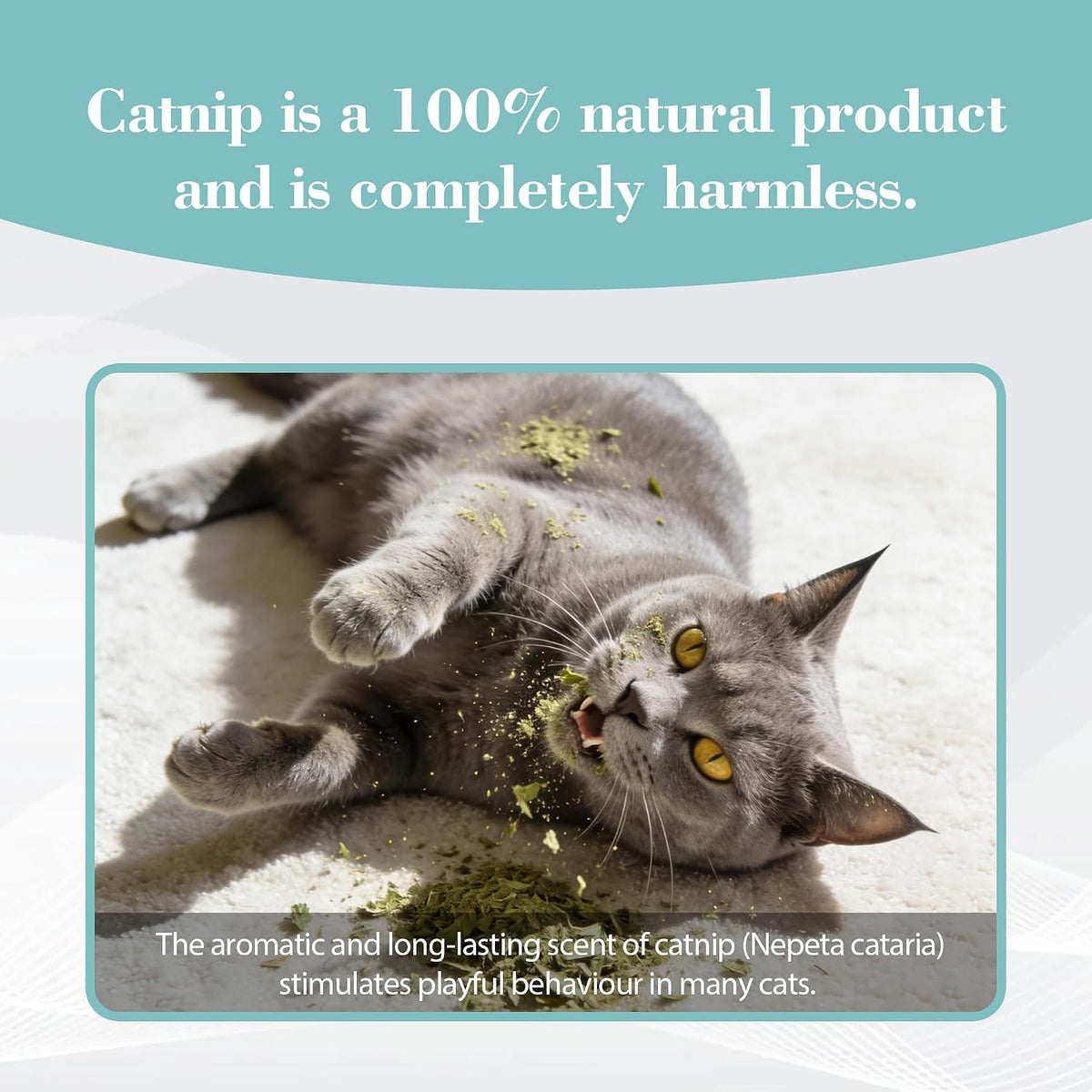 Bioline Invigorating Catnip Leaves Powder, 230ml, Weight 20gm