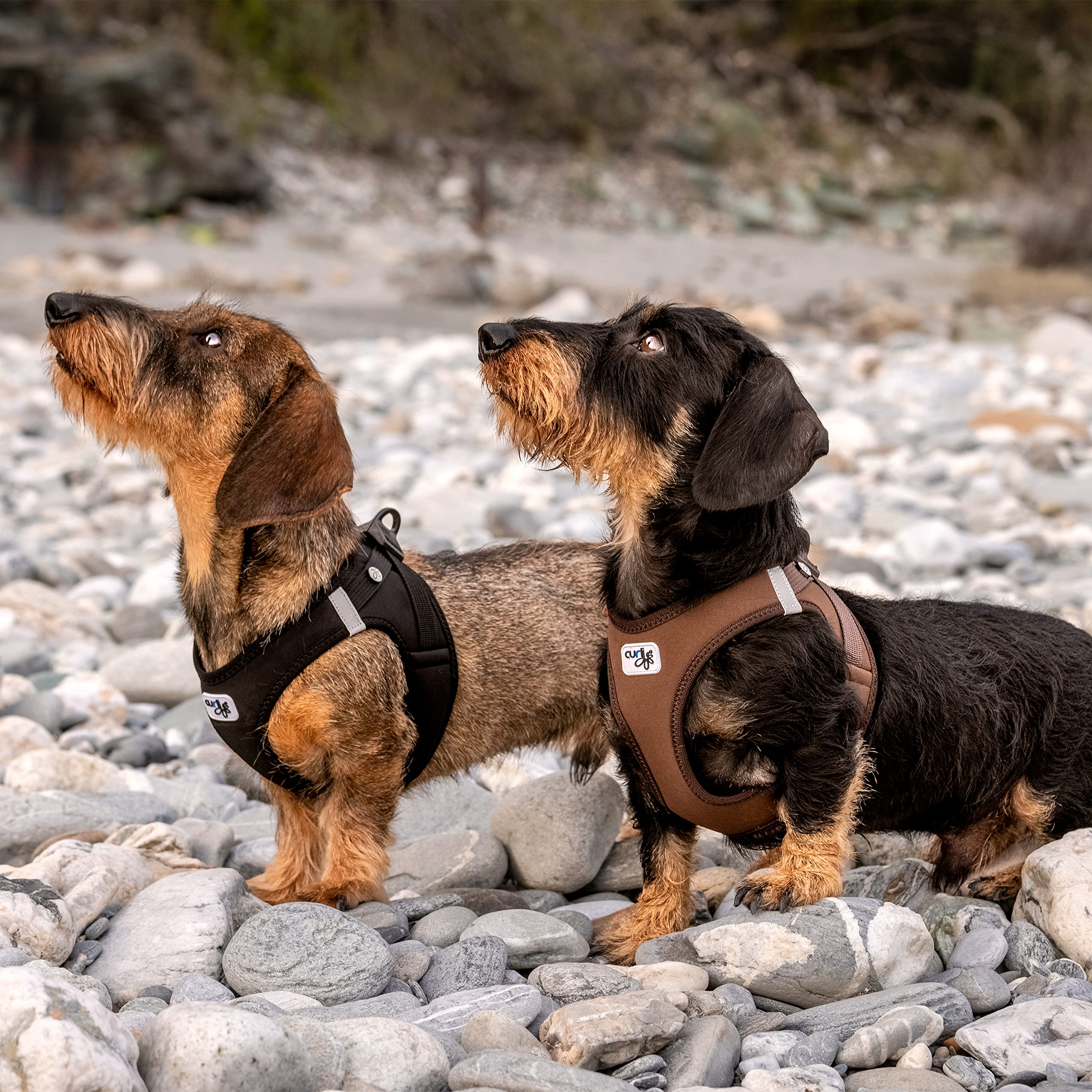 حزام صدر «كورلي» مع قفل «كورلي» من القماش المرن للكلاب