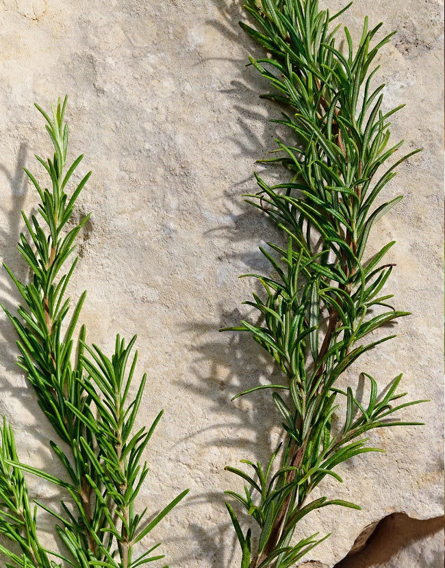 Light Blue Pour Homme Eau de Toilette