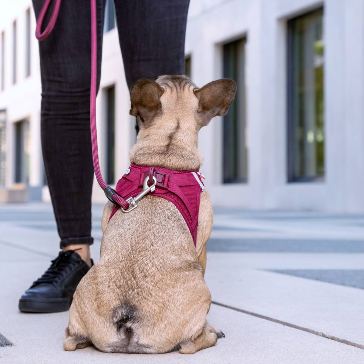 حزام "كورلي ستريتش كومفورت" للكلاب - متوسط الحجم