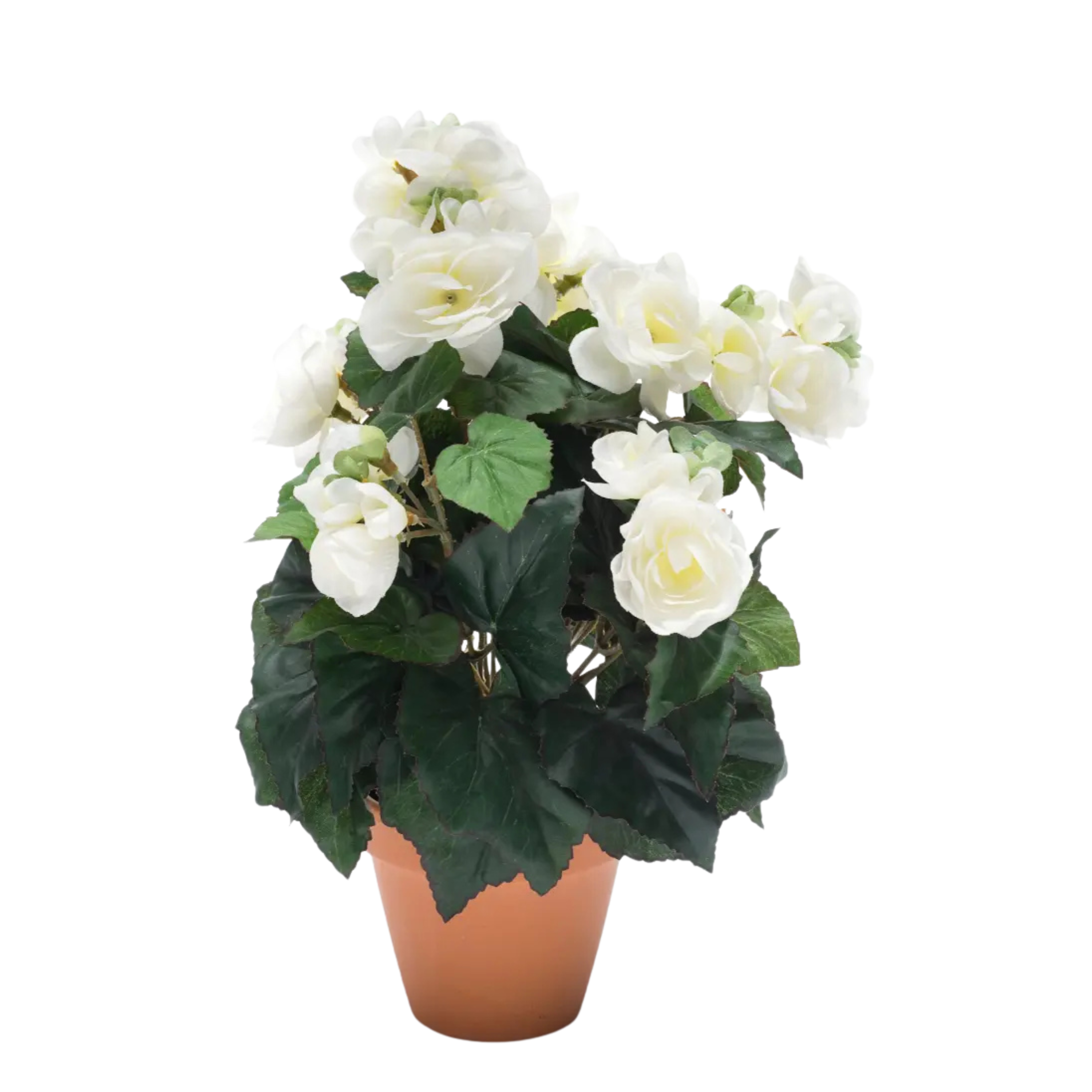 Begonia Bush Cream