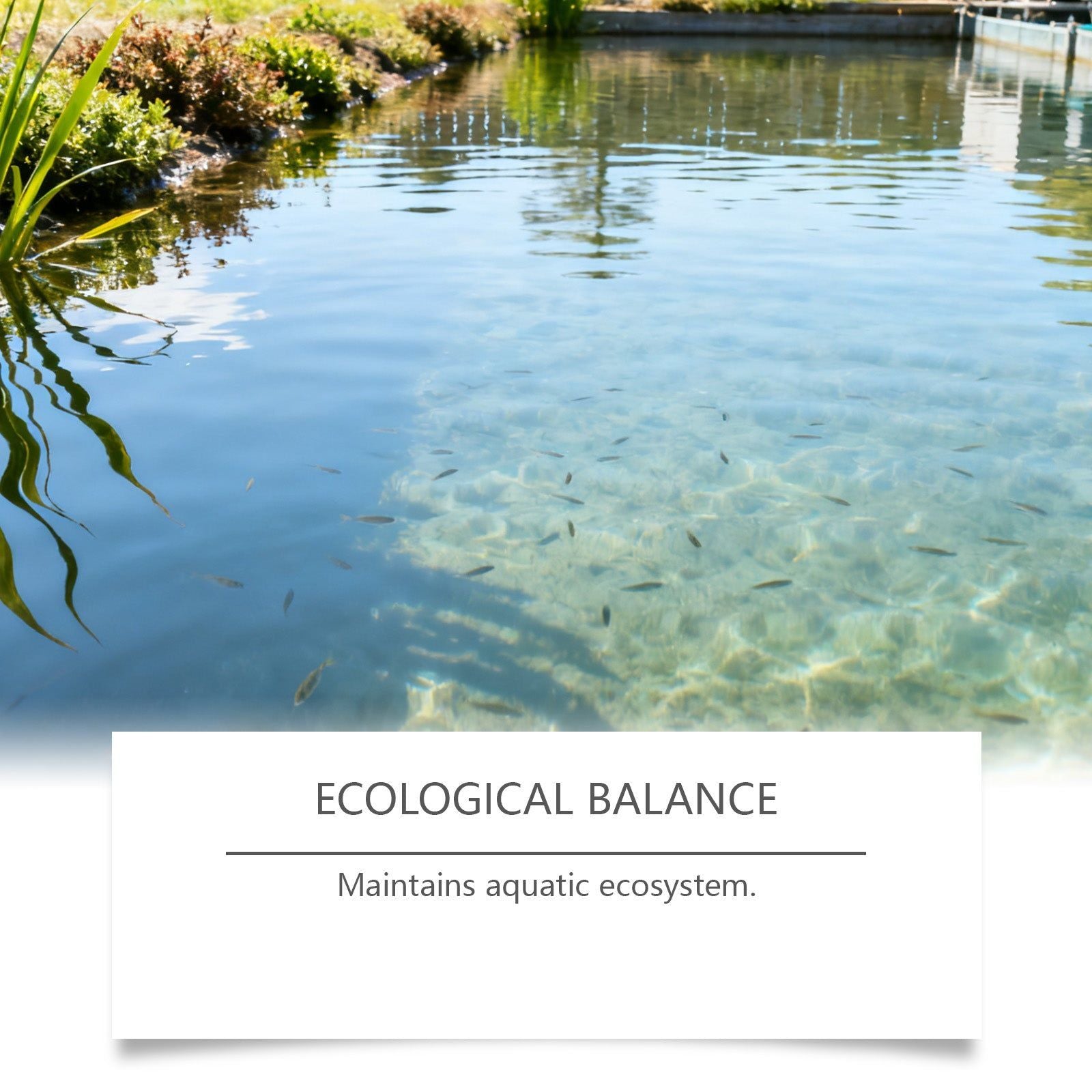 Boost Water Quality with Microbial Powder for Aquaculture, Odor Control, Bottom Improvement ,100g