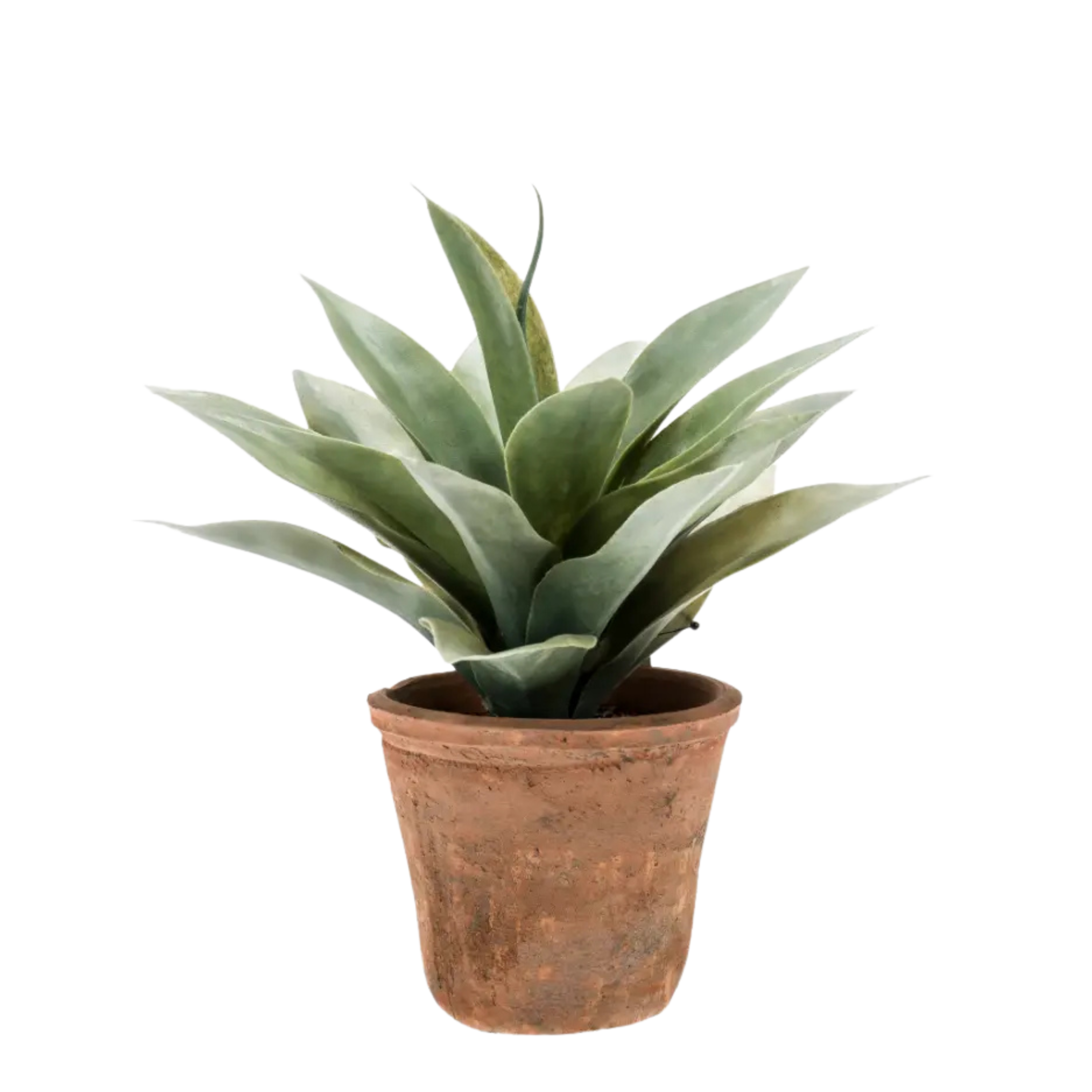 Agave Grey