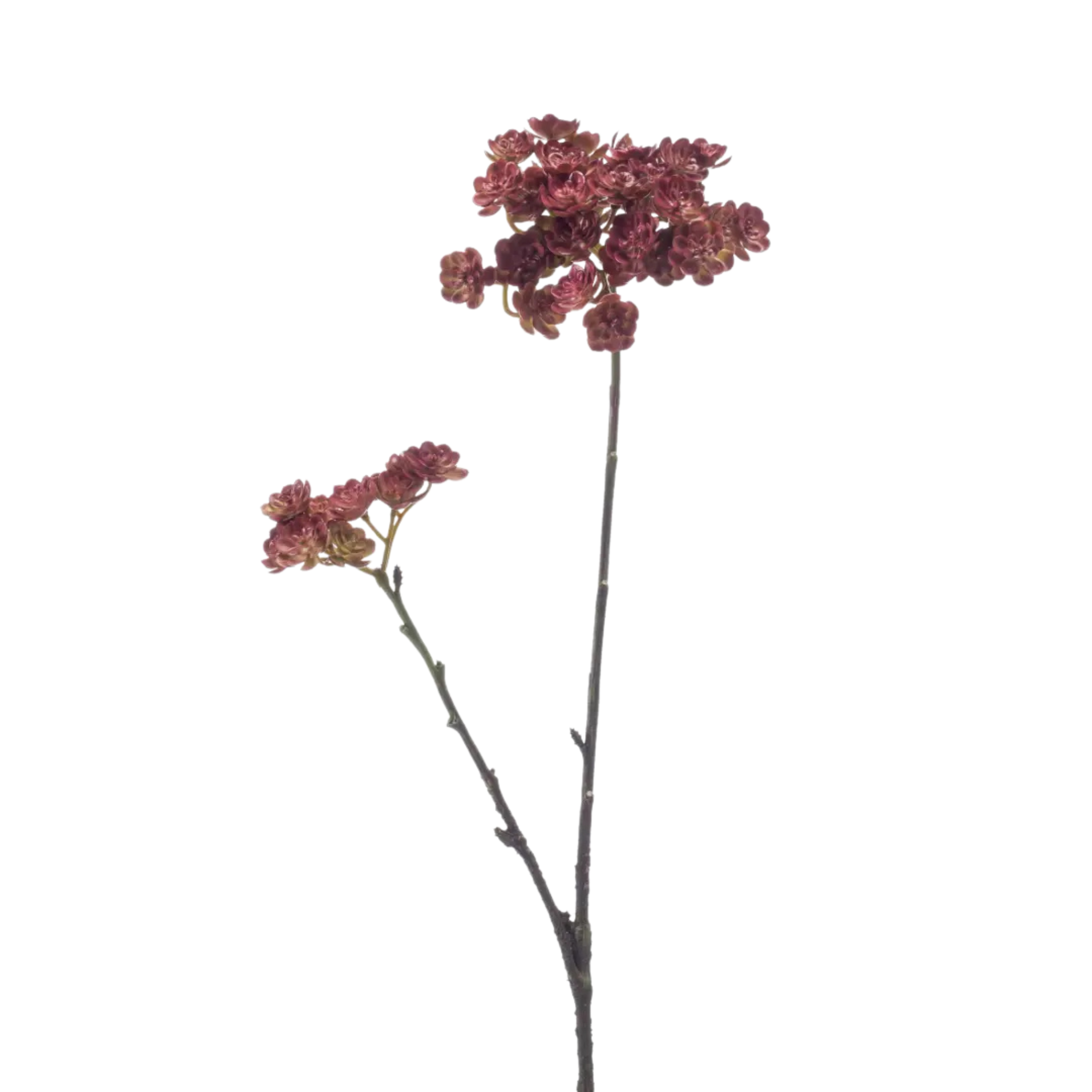 Echeveria Mini Spray Cream