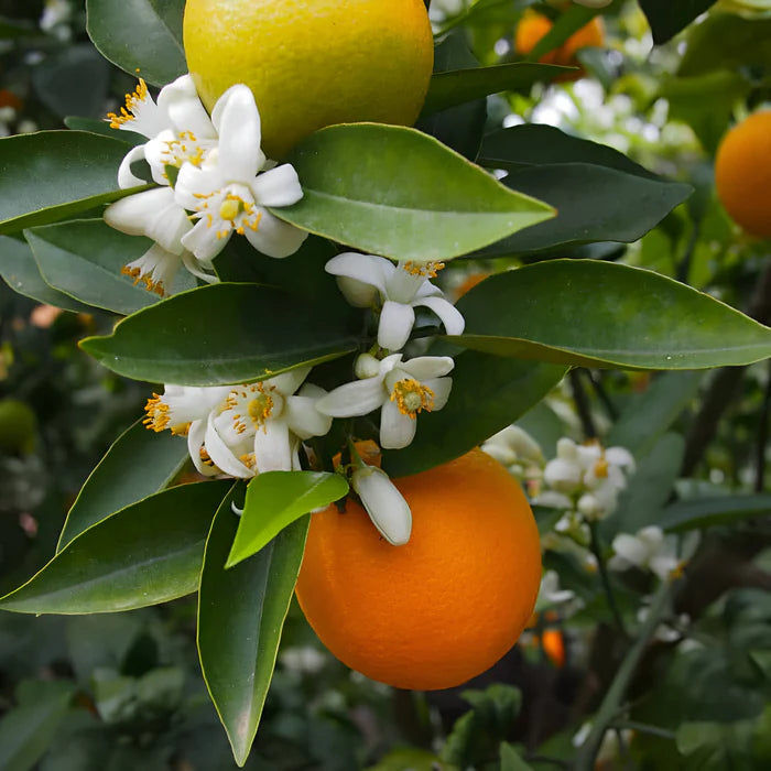 عطر "توس" 90 مل