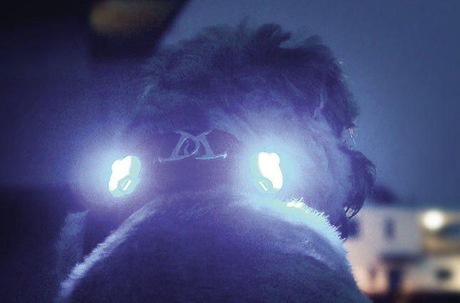 مصابيح السلامة LED من Curli Luumi