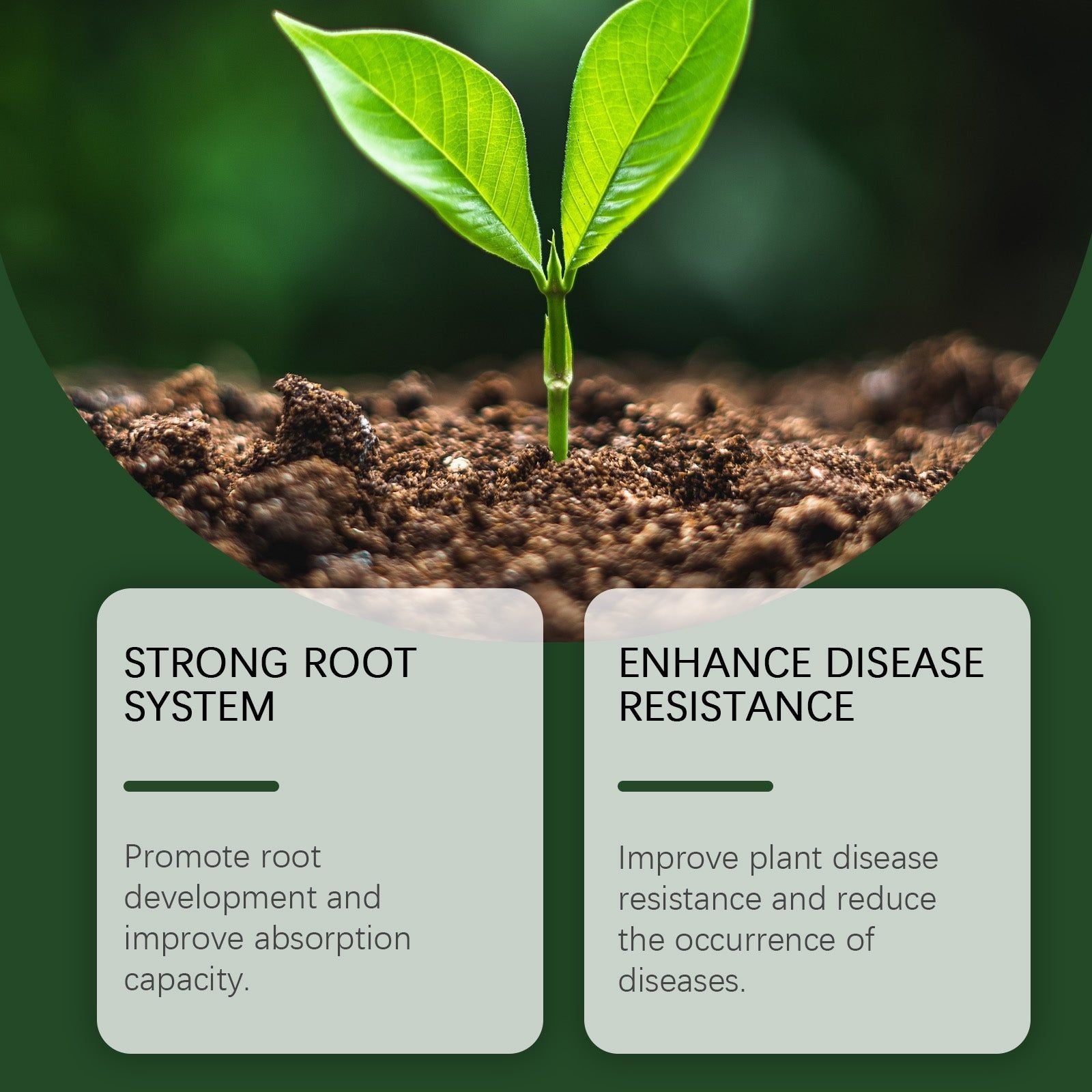 Boost Plant Growth Organic Root Enhancer Powder, Fertilizer for Healthy Roots ,100g