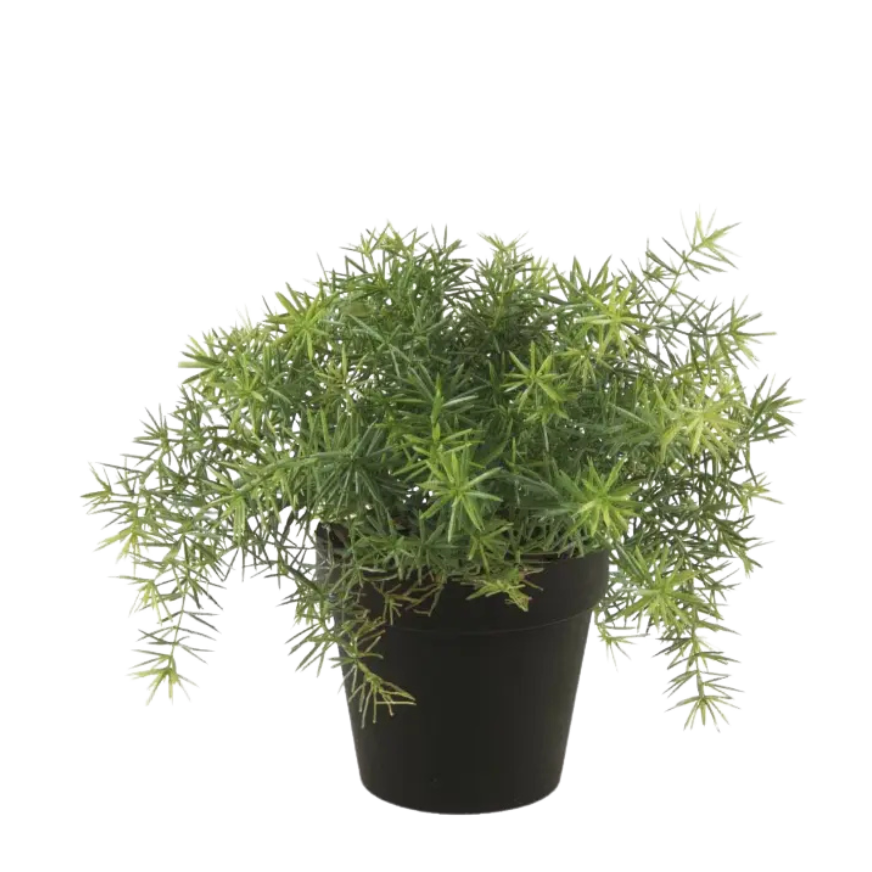 Asparagus Bush Light Green