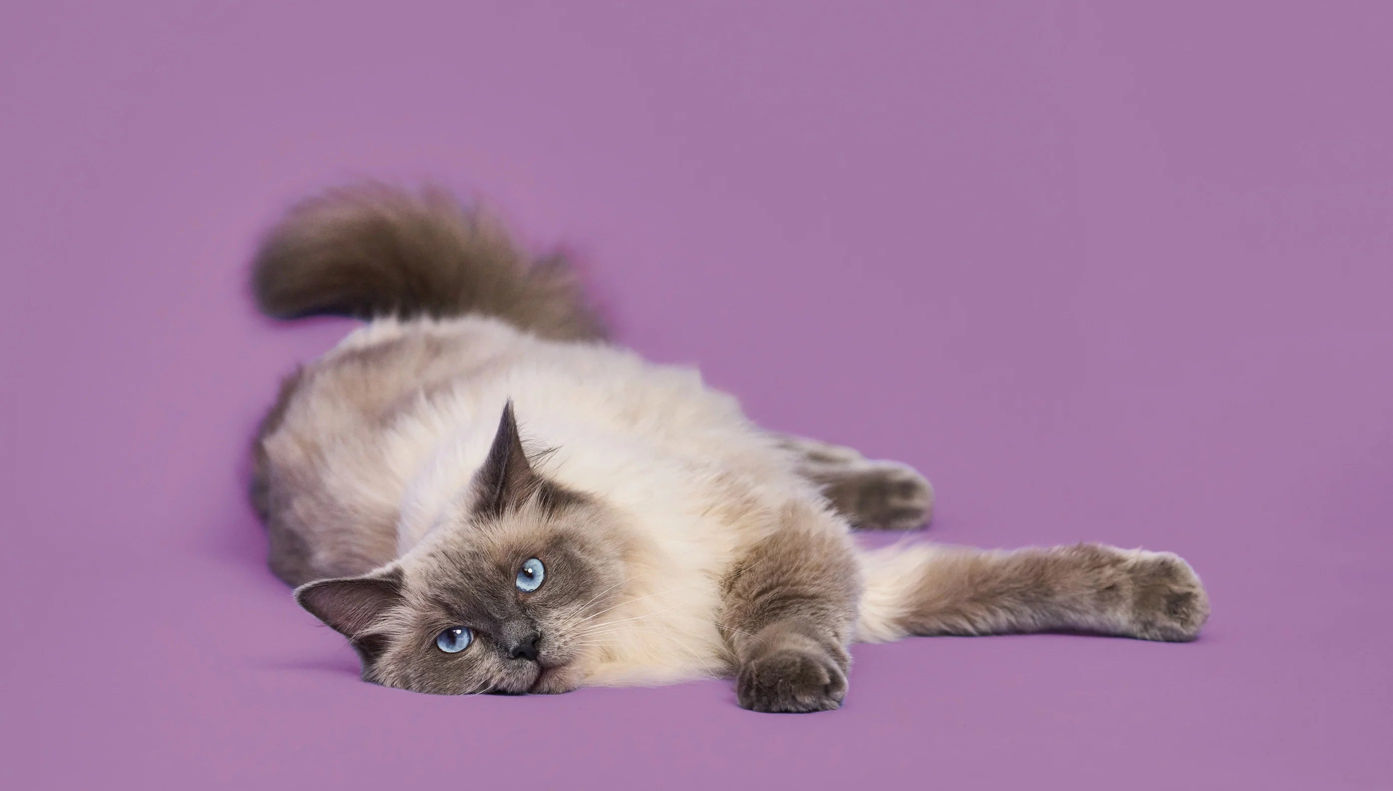 Lily's Kitchen Senior Recipe White Fish with Turkey & Trout Dry Cat Food 800gms