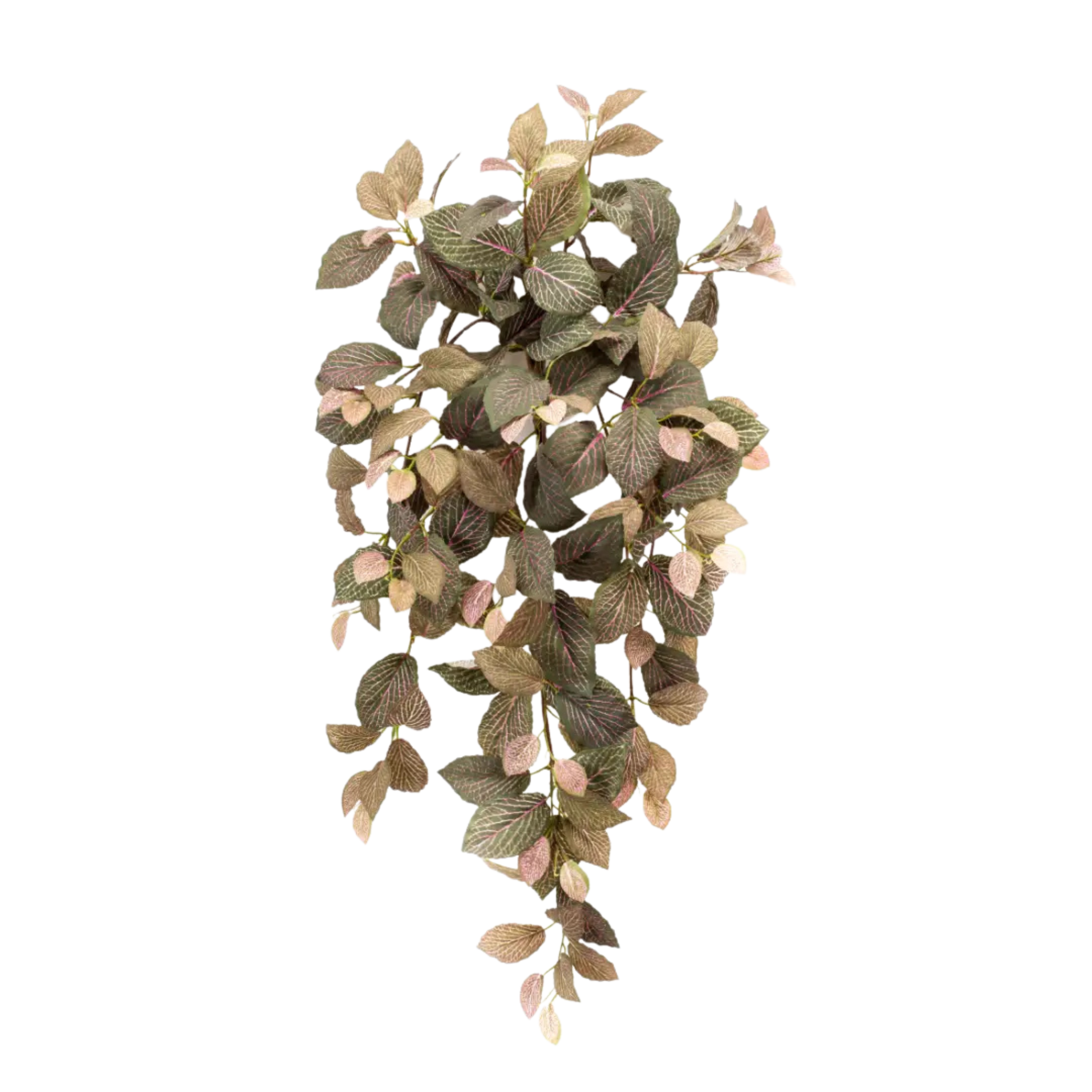 Fittonia Hanging Bush