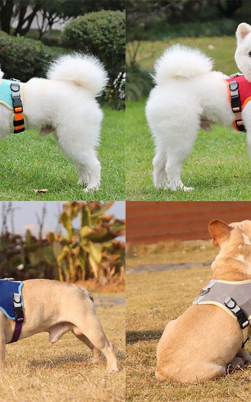 Dog Harness Leash Set Outdoor Reflective Breathable Adjustable Pet Vest