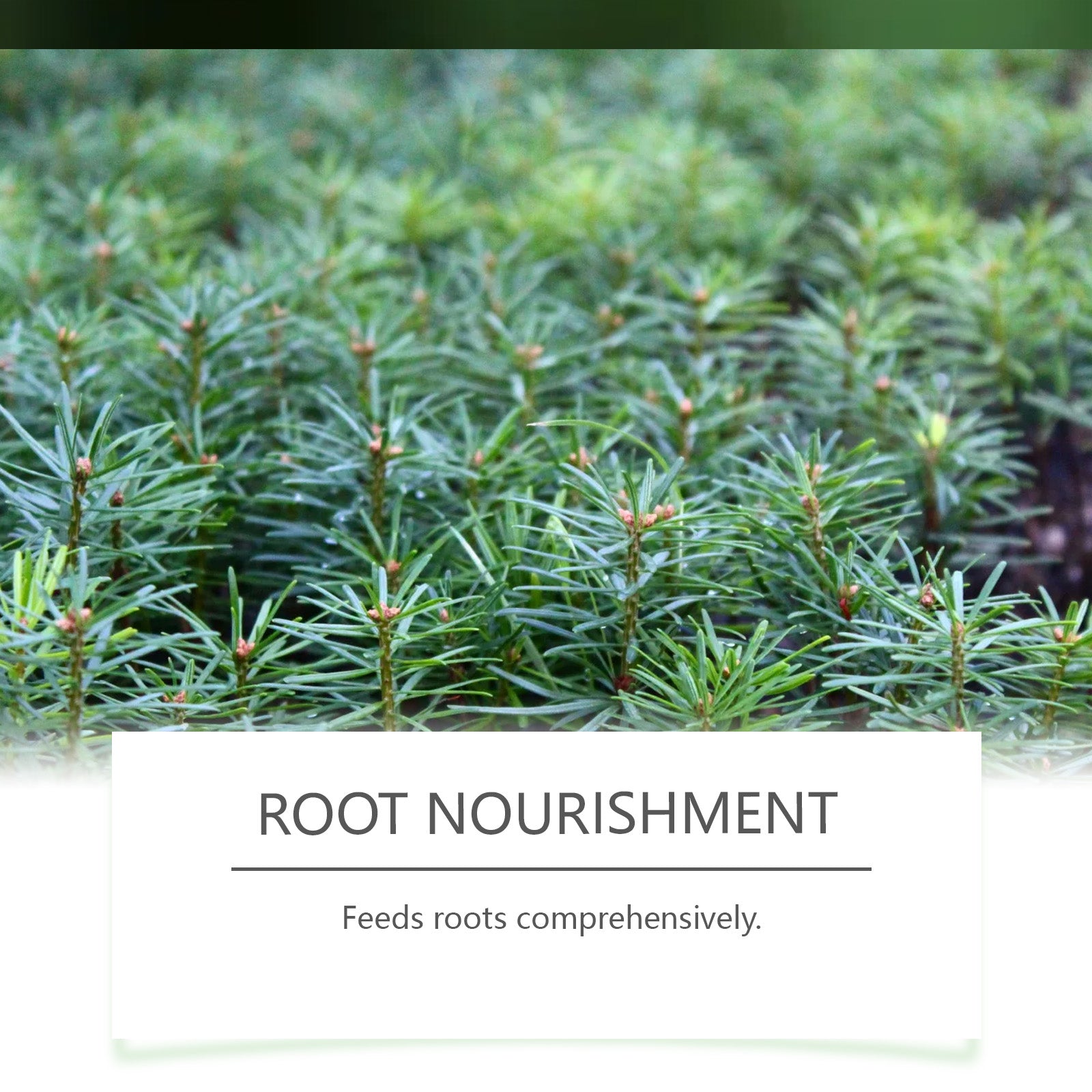 Boost Flower Growth Fertilizer, Indoor Outdoor Plant Booster, Easy Hydration Solution ,100g
