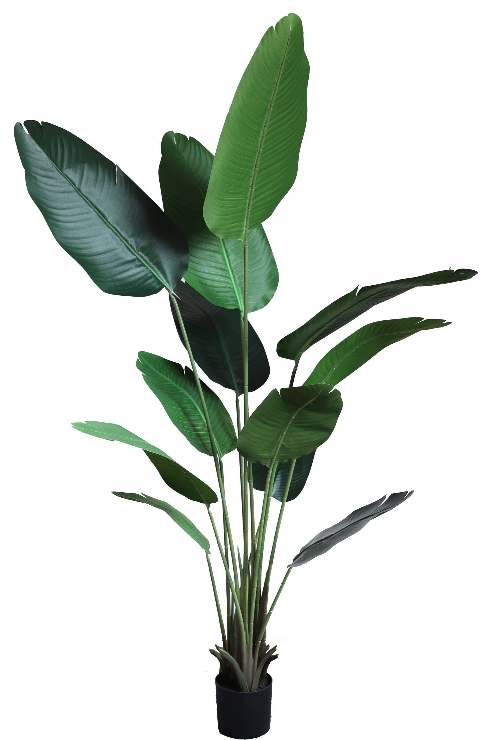 180cm Realistic Tall Traveler's Palm Tree #KD1412