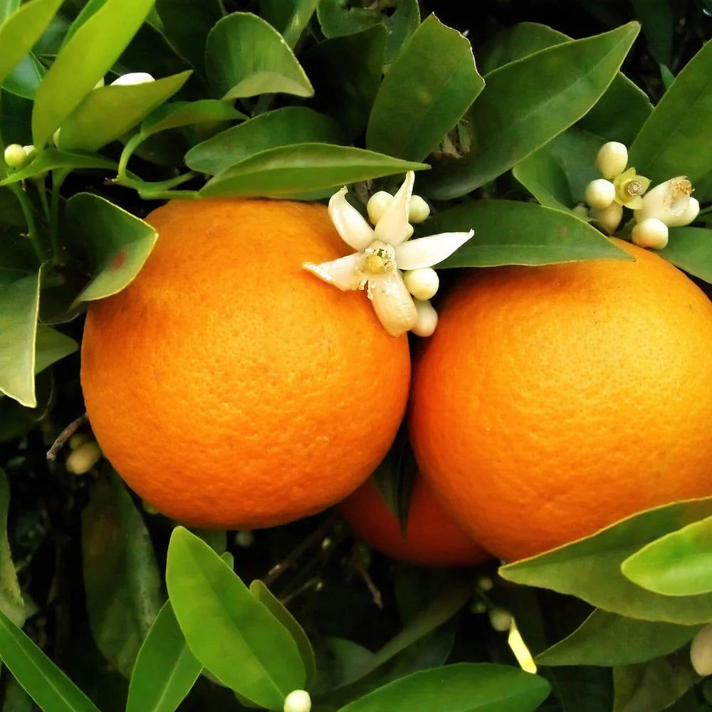 Jasmin au Soleil Eau de Parfum 100ml