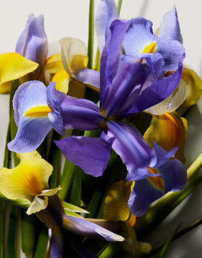 عطر "ذا أونلي وان"