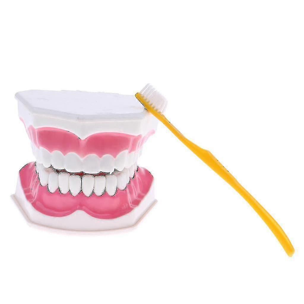 Anatomical Teeth Model Dentist Teaching Oral Hygiene Model Magnification zxin