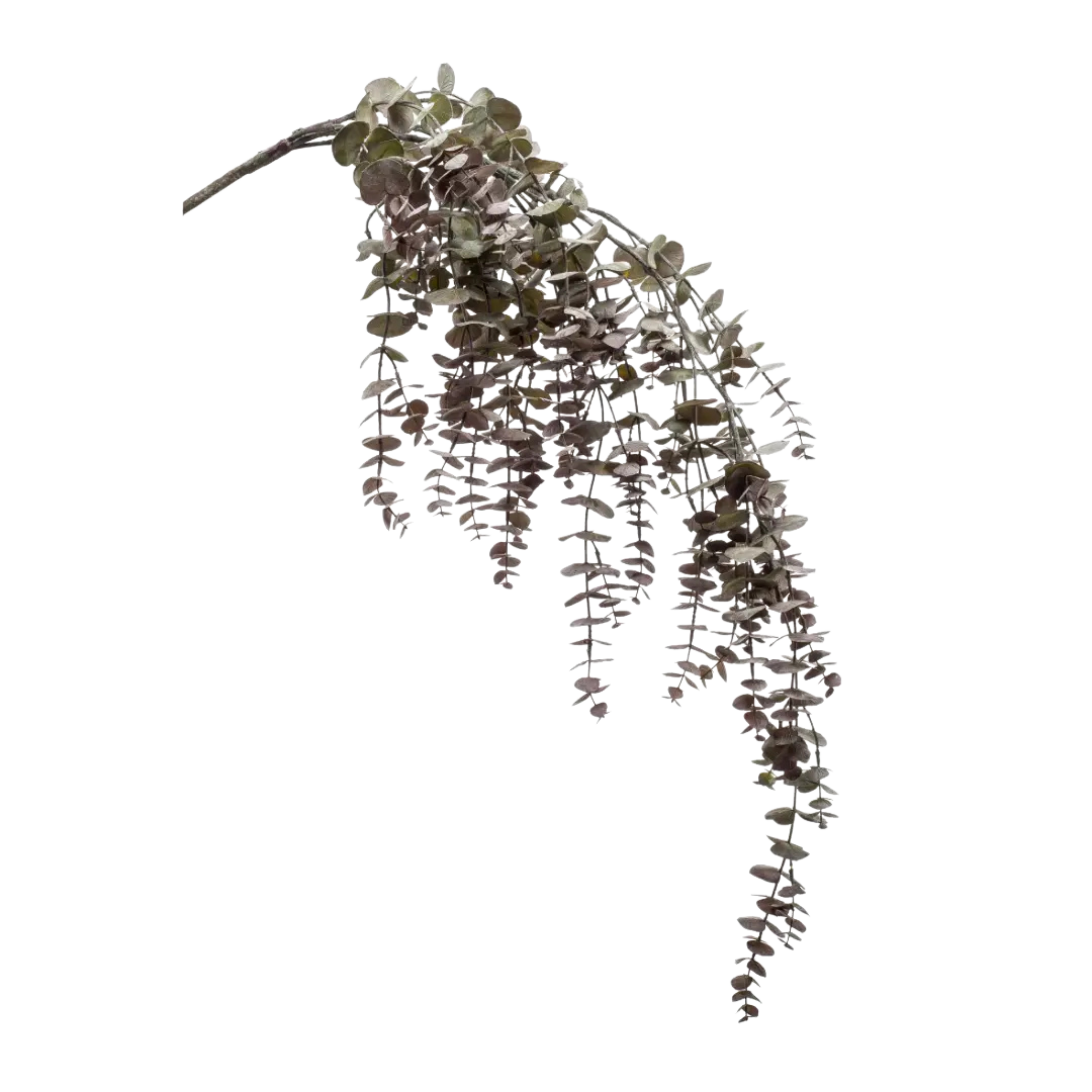Eucalyptus Hanging Vine