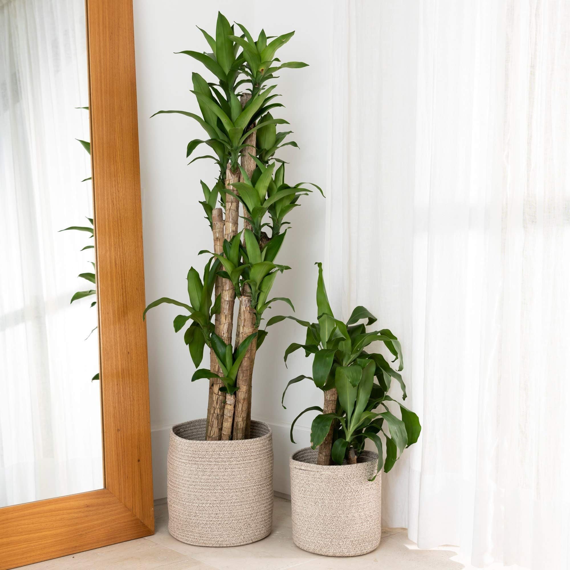 Indoor Woven Round Decorative Plants Cachepot