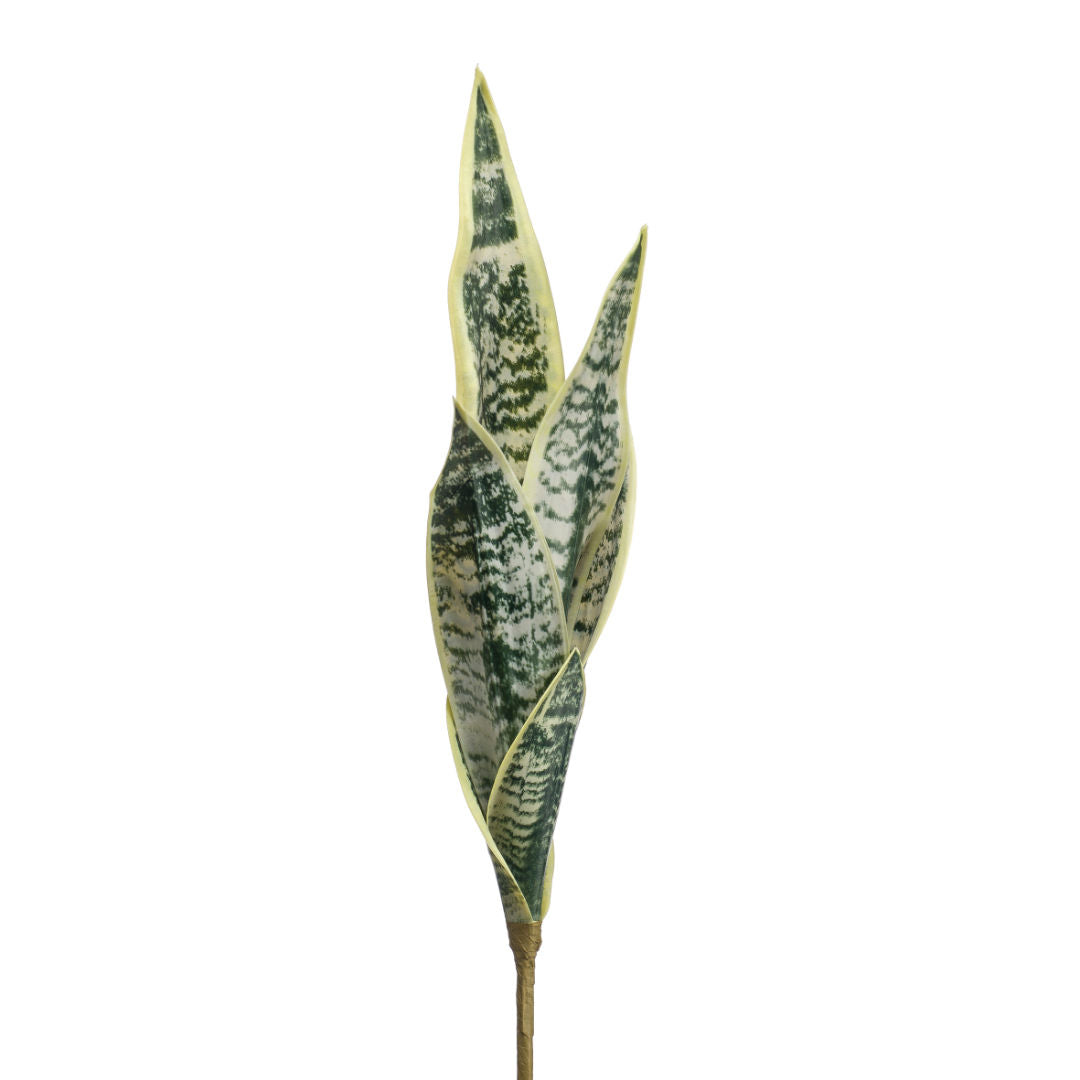 Sanseveria Bush