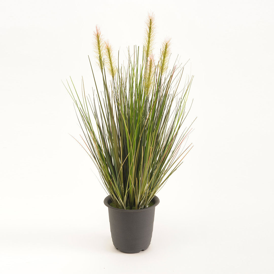 Grass Plant Green In Pot