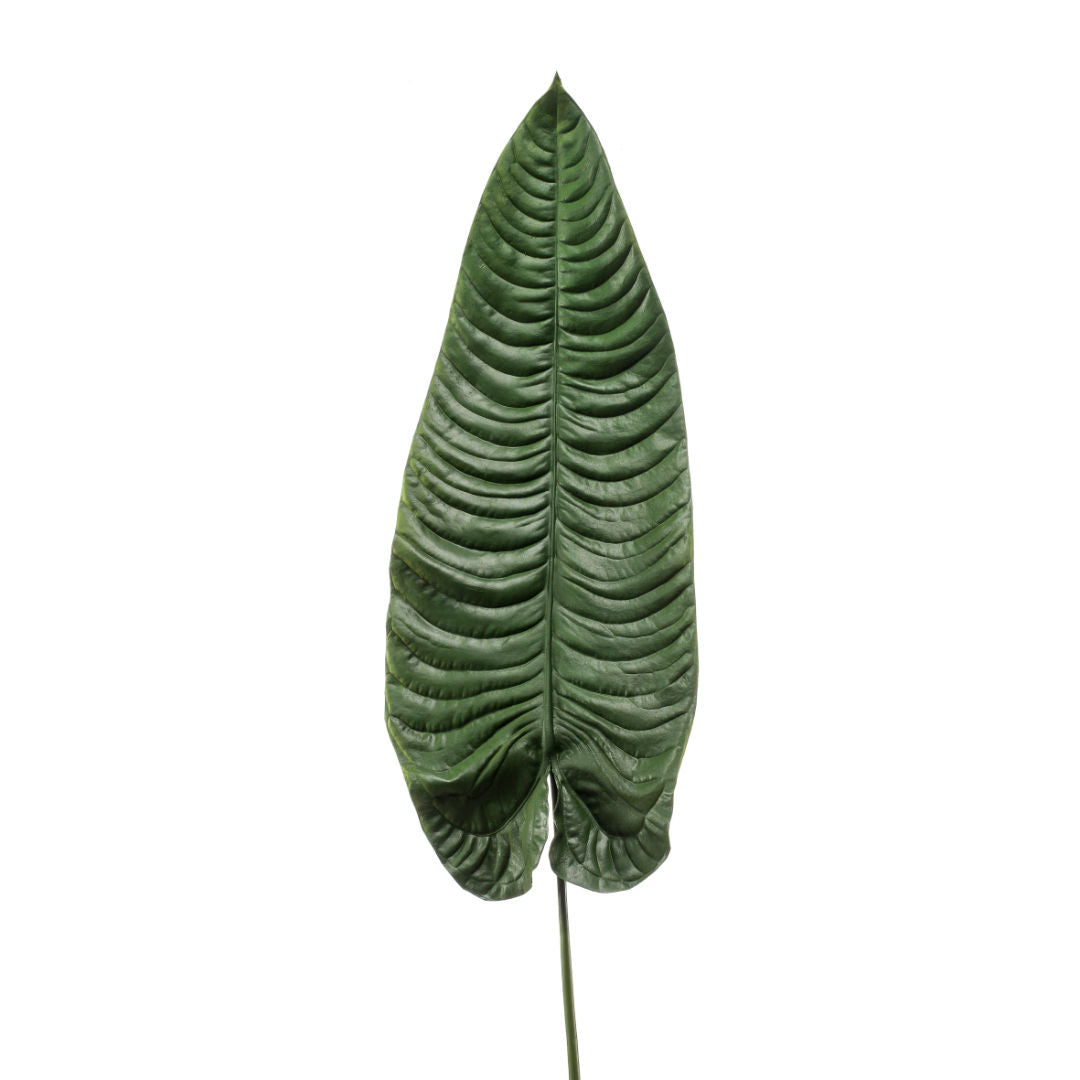 Elephant Ear Leaf, Dark Green