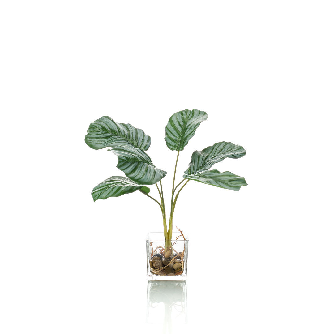 Calathea Artificial Plant in Glass Pot 6x35cm