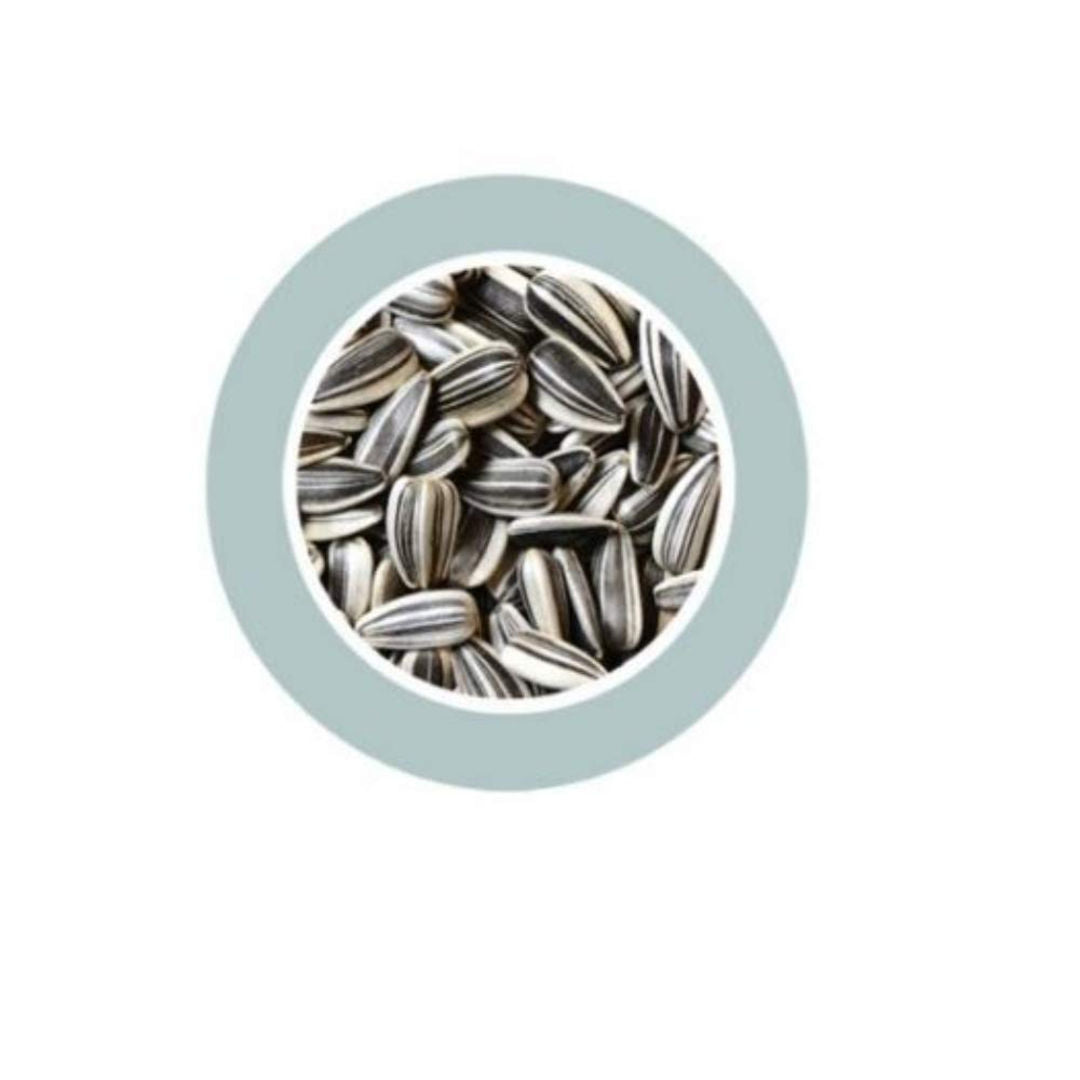 Padovan Sunflower Seeds Medium, Easy Food, Pack of 500 Grams